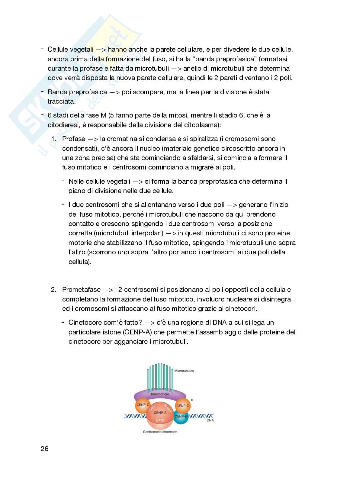 Appunti secondo semestre Biologia generale e cellulare Pag. 26
