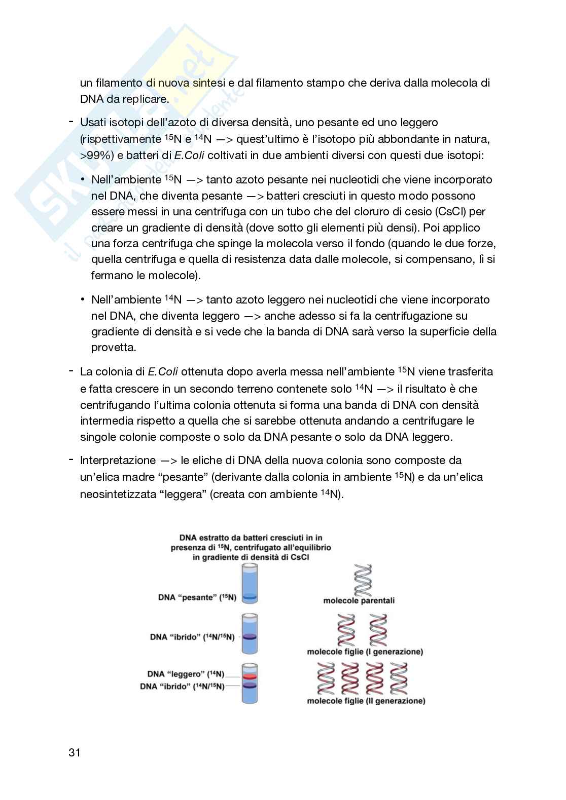 Appunti secondo semestre Biologia generale e cellulare Pag. 31