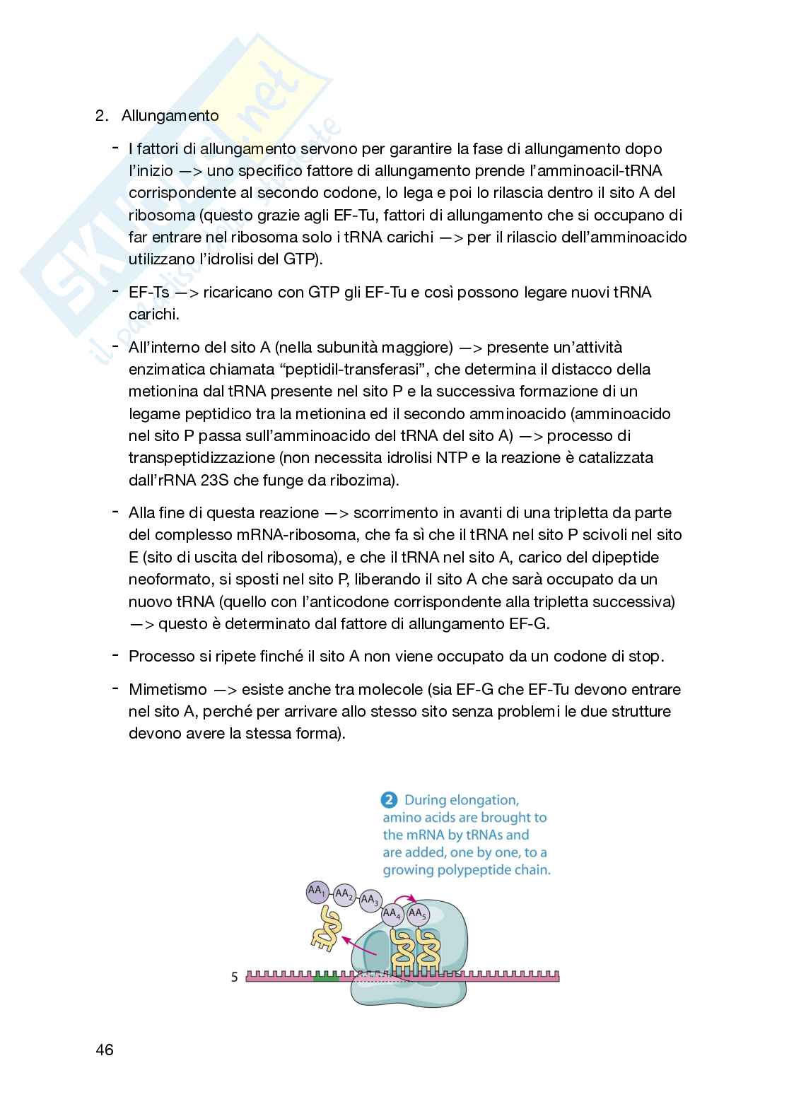 Appunti secondo semestre Biologia generale e cellulare Pag. 46