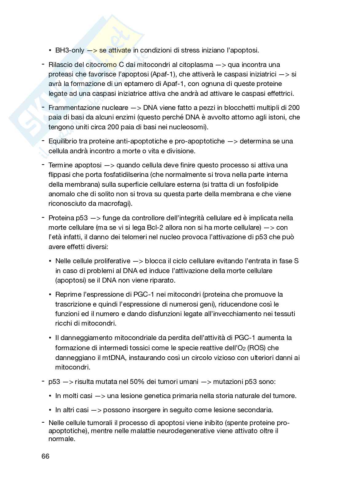Appunti secondo semestre Biologia generale e cellulare Pag. 66