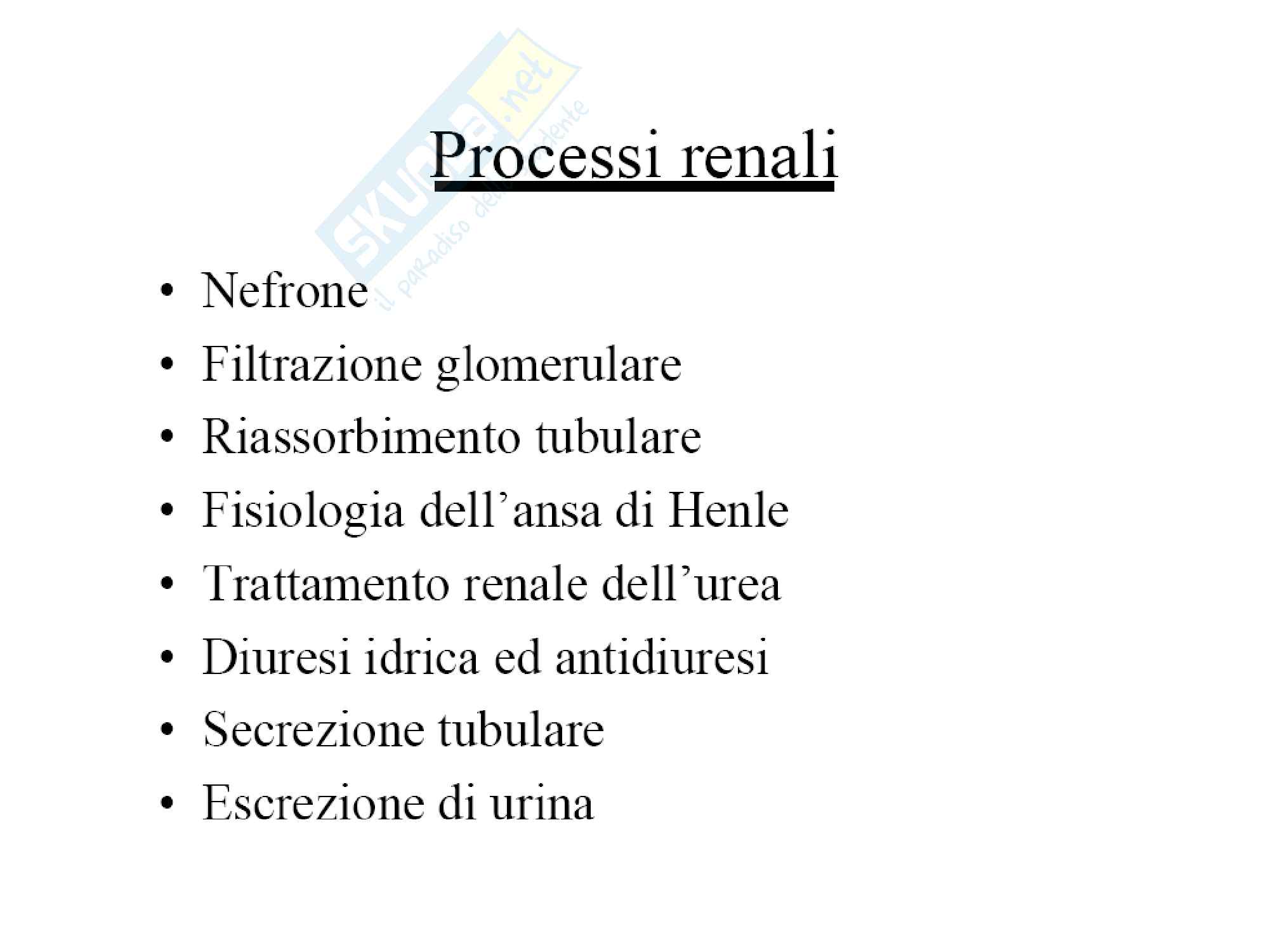 13: Fisiologia reni e vie urinarie Pag. 2