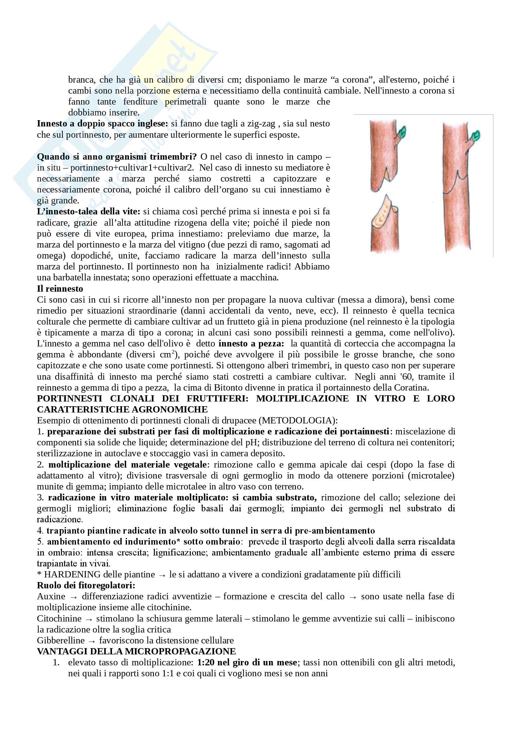 Arboricoltura - seconda parte Pag. 16