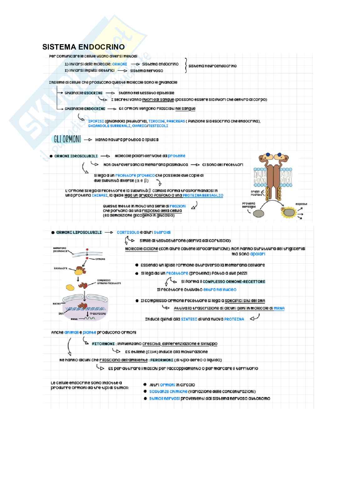 Appunti di Fisiologia sul sistema endocrino Pag. 1