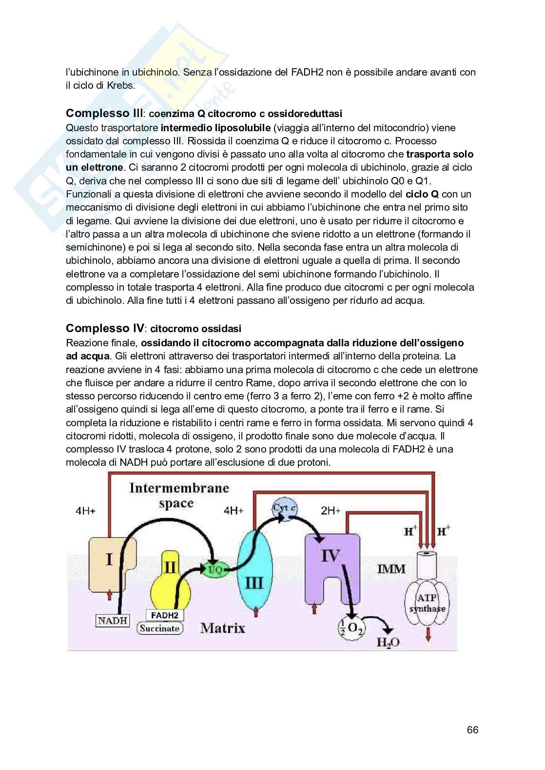 Basi chimiche della vita Pag. 66