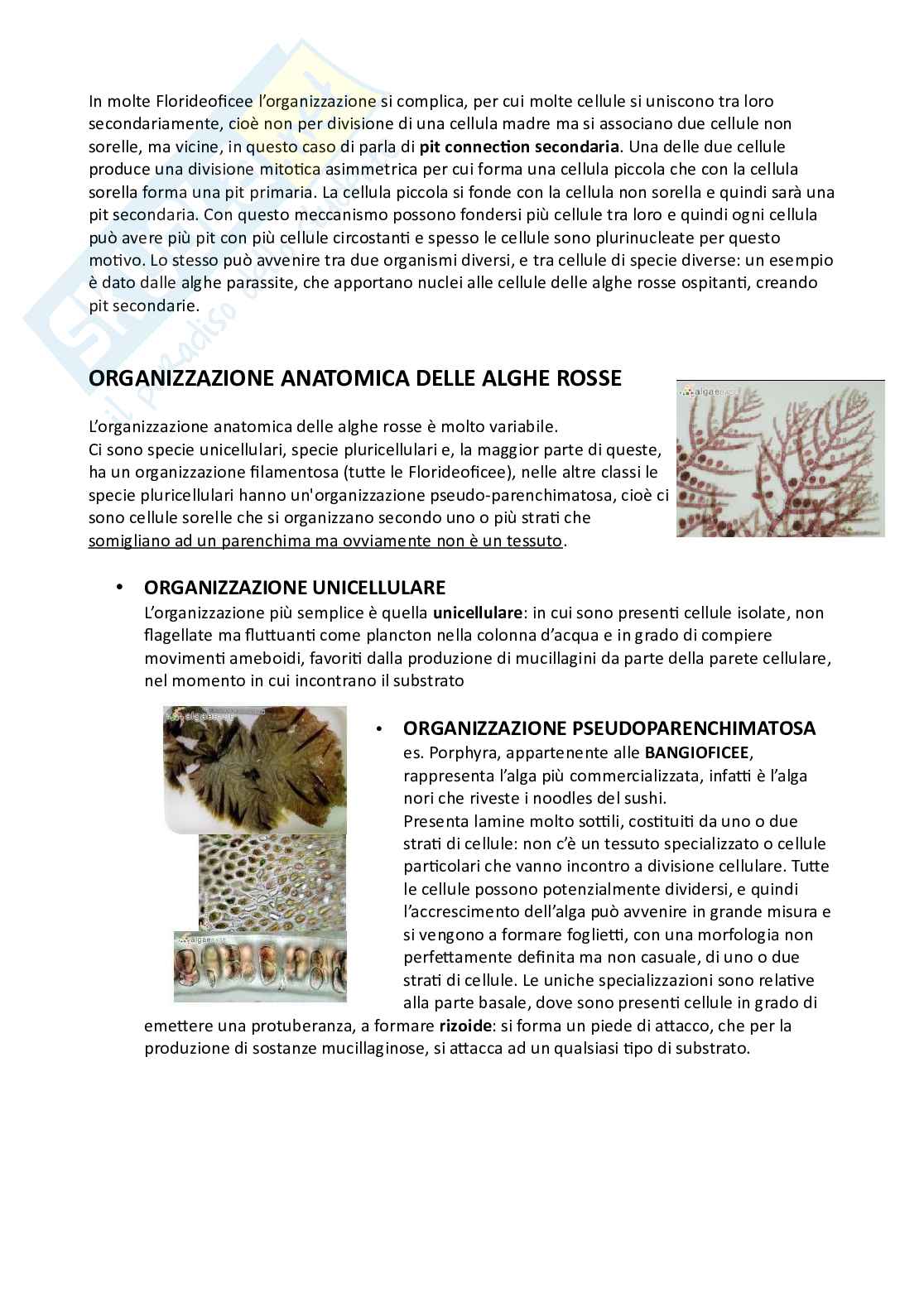 Botanica sistematica Pag. 16