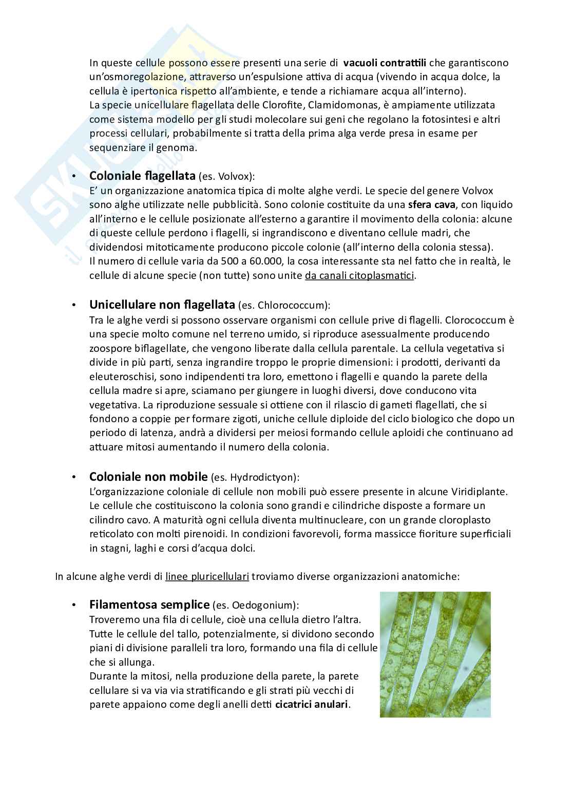 Botanica sistematica Pag. 31