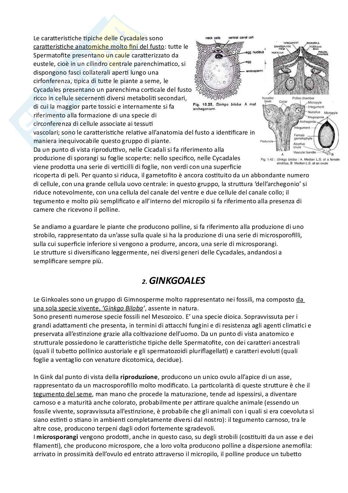 Botanica sistematica Pag. 81