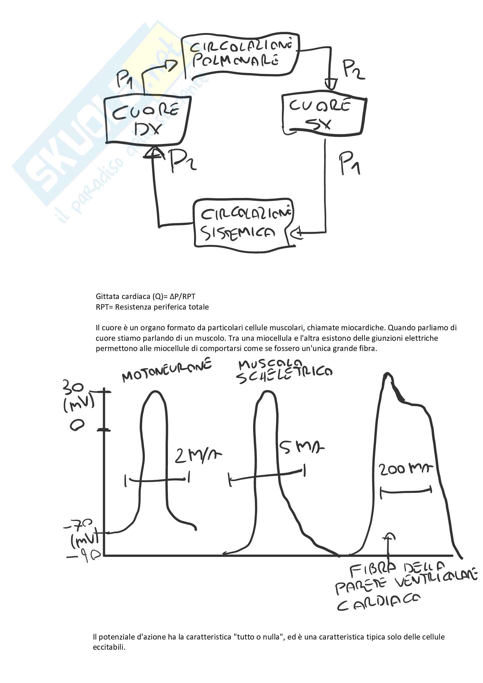 Fisiologia apparato respiratorio, cardiaco, renale e endocrino Pag. 16