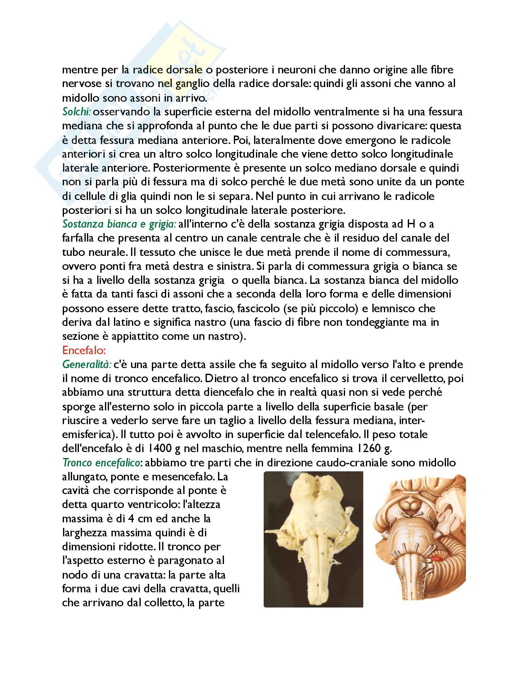 Neuroanatomia, Anatomia umana Pag. 6