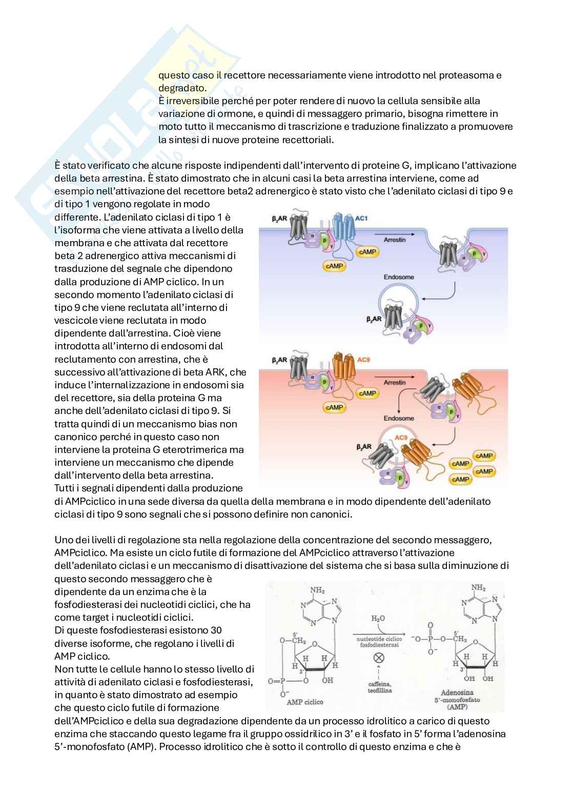 Appunti Biochimica avanzata, seconda parte - anno 2024/25 Pag. 26