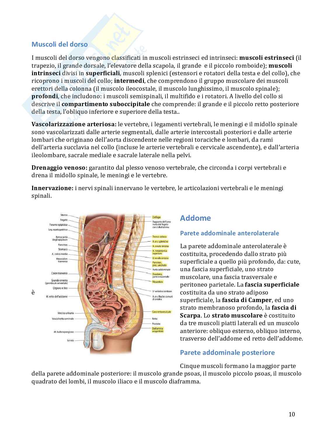Anatomia umana in 100 semplici pagine Pag. 11