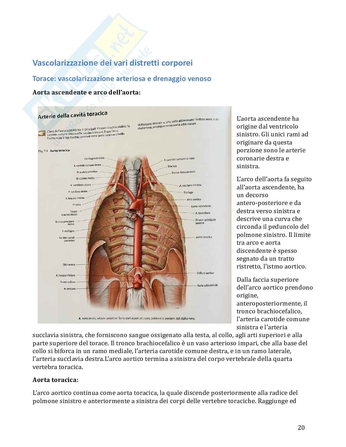 Anatomia umana in 100 semplici pagine Pag. 21