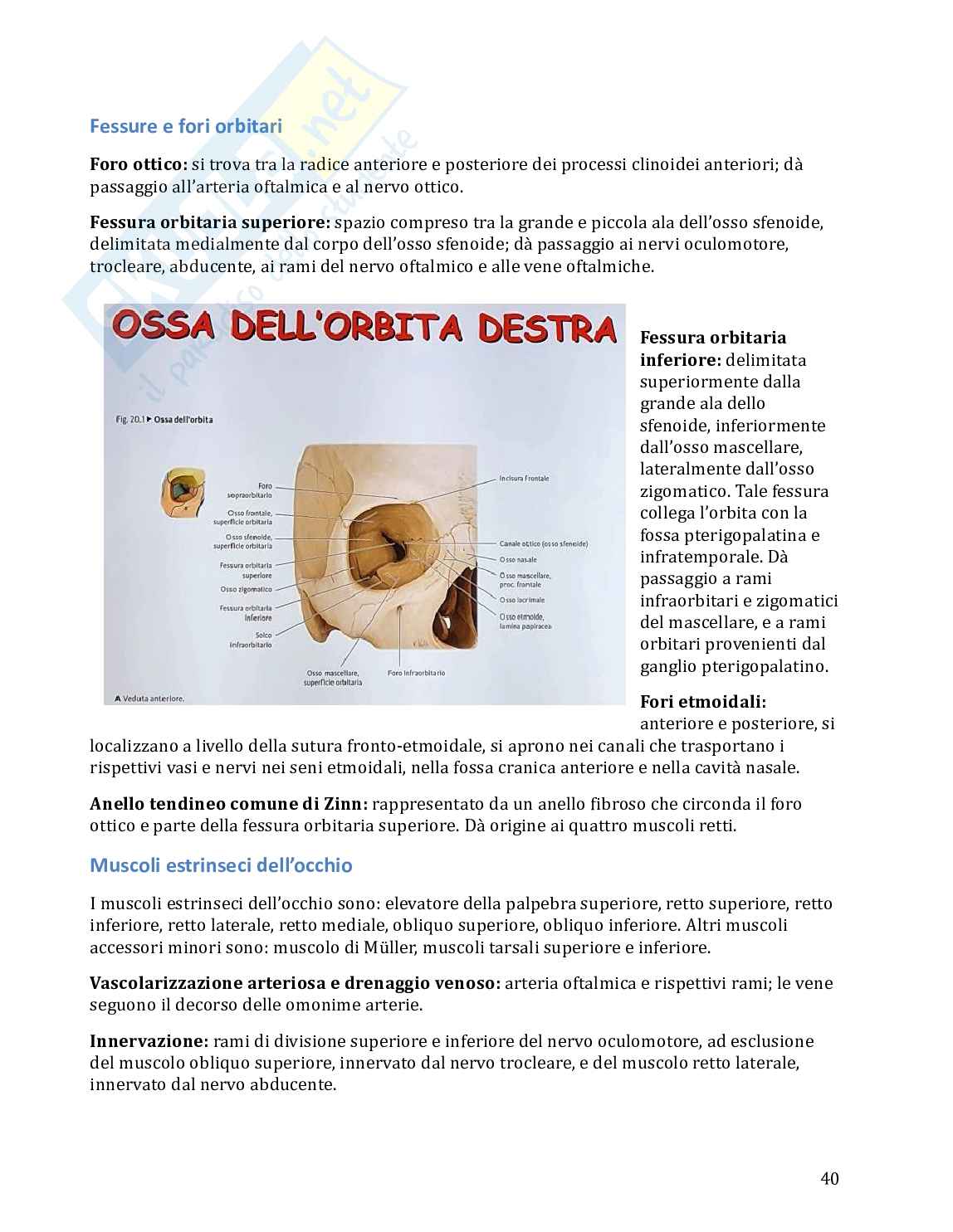 Anatomia umana in 100 semplici pagine Pag. 41