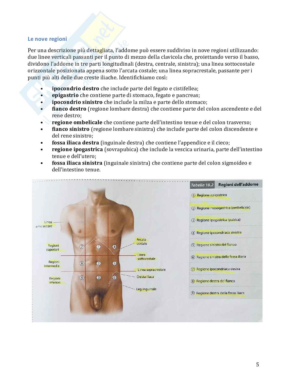 Anatomia umana in 100 semplici pagine Pag. 6