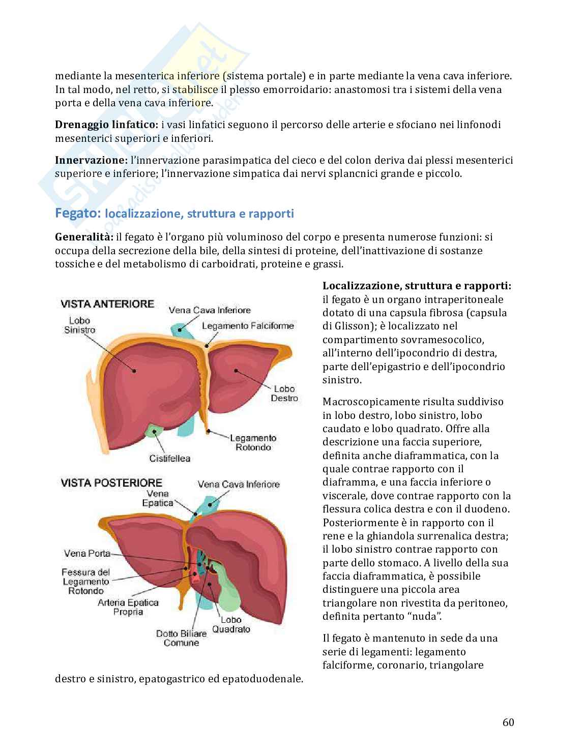Anatomia umana in 100 semplici pagine Pag. 61