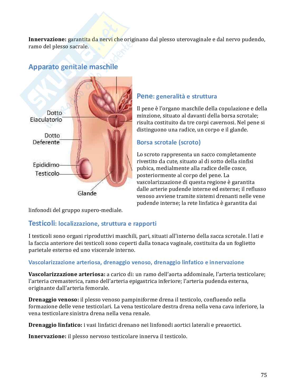 Anatomia umana in 100 semplici pagine Pag. 76