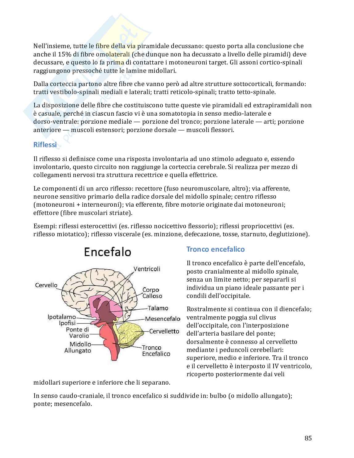 Anatomia umana in 100 semplici pagine Pag. 86