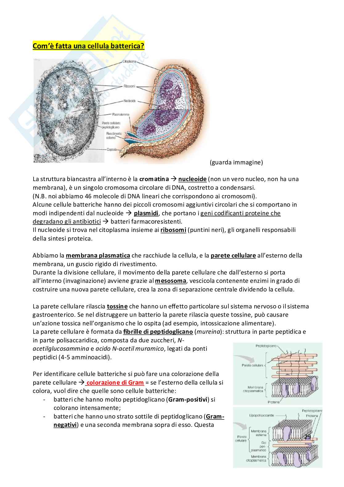 Anatomia umana  Pag. 31