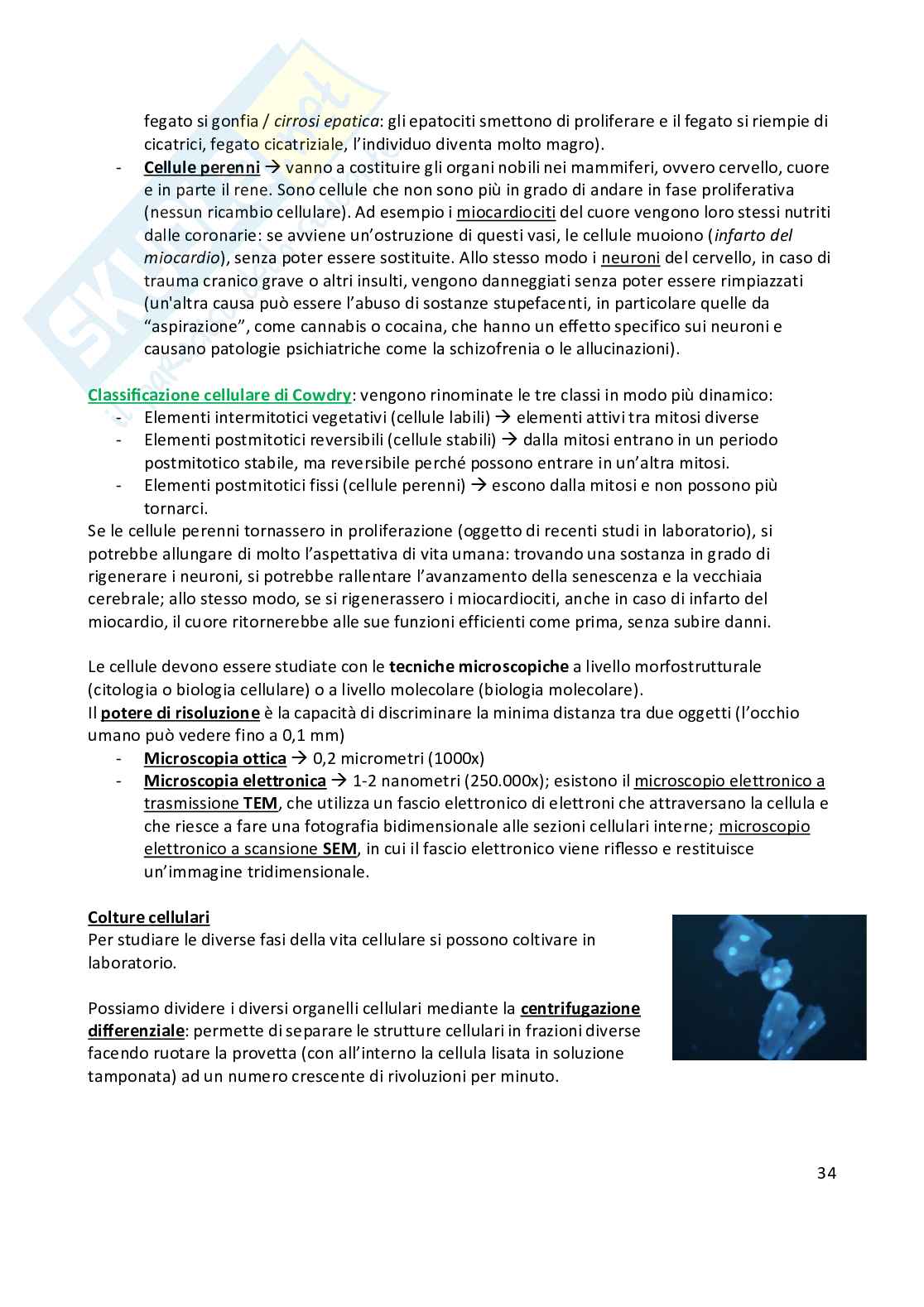 Anatomia umana  Pag. 36