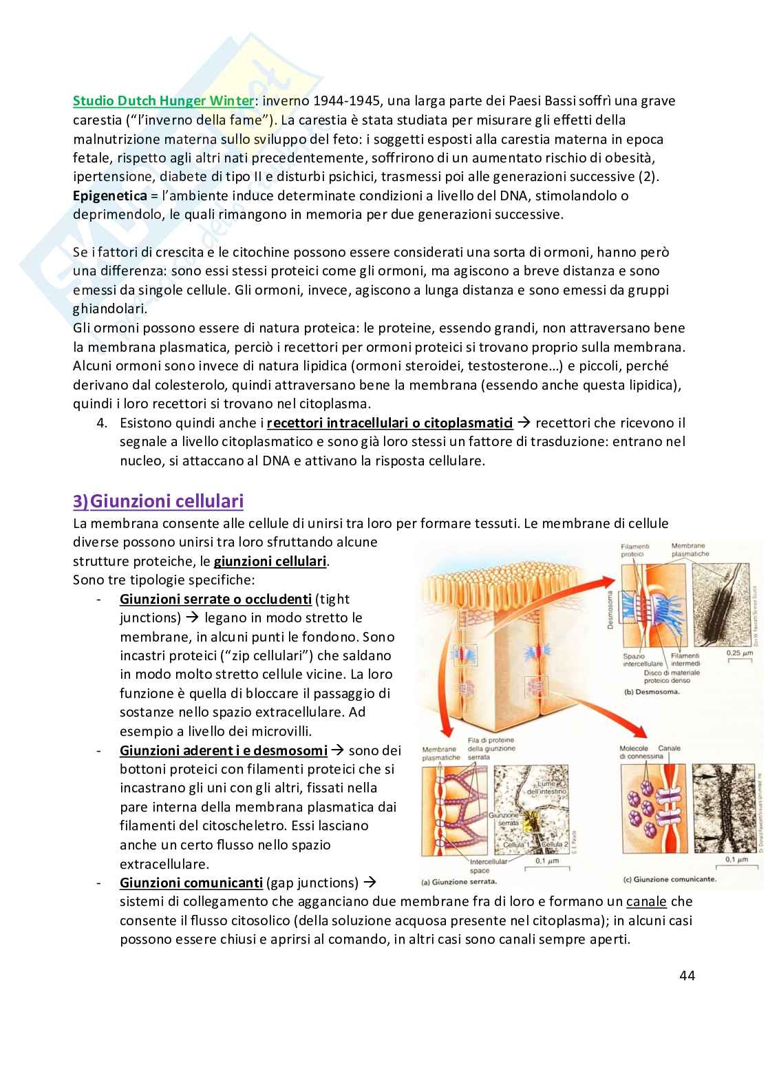 Anatomia umana  Pag. 46