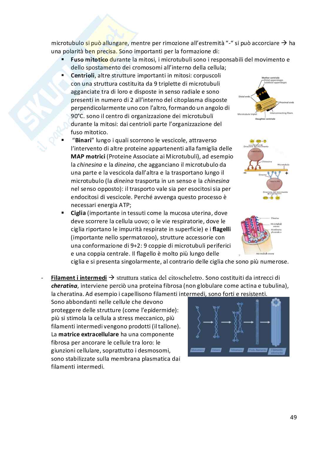 Anatomia umana  Pag. 51