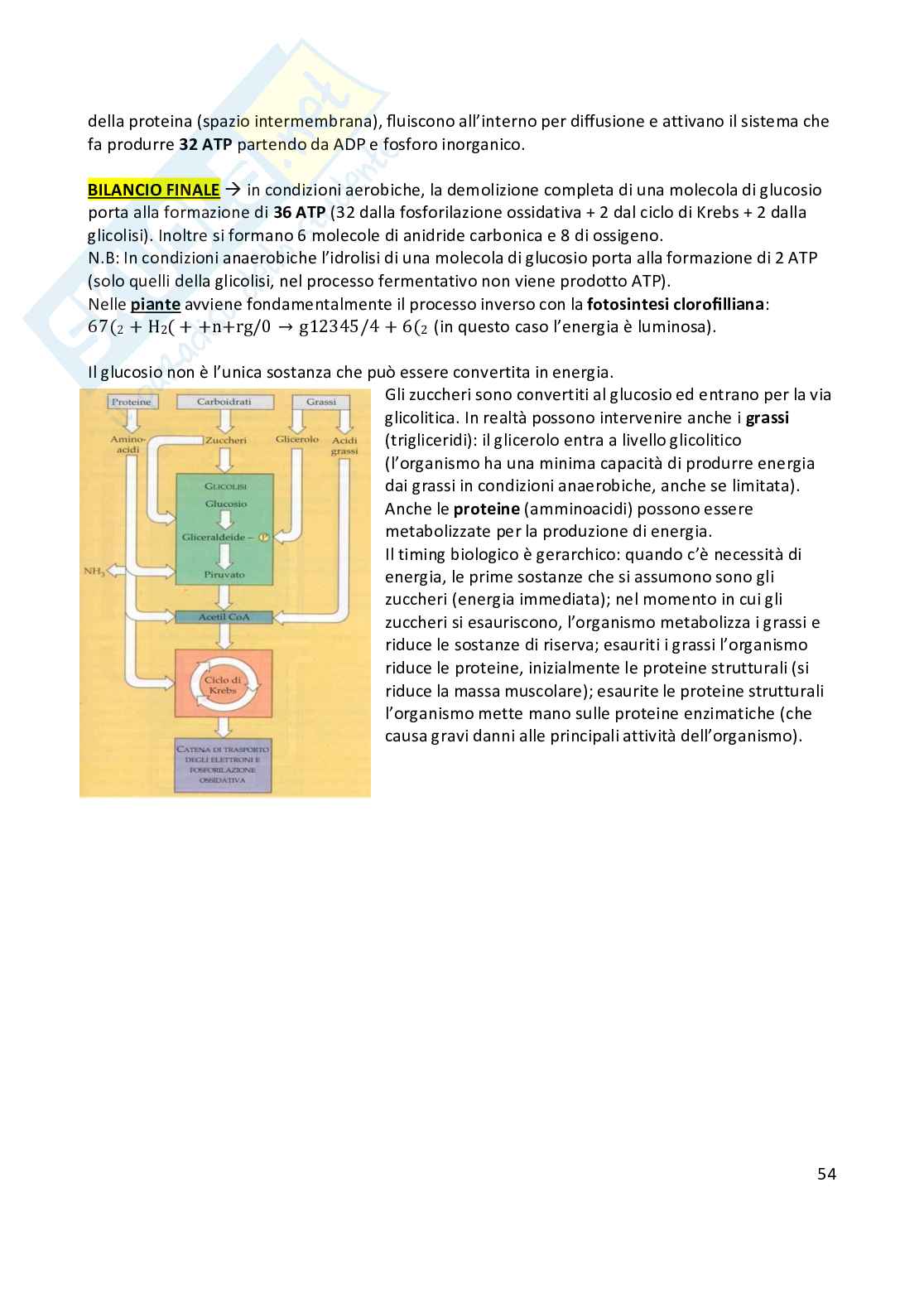 Anatomia umana  Pag. 56