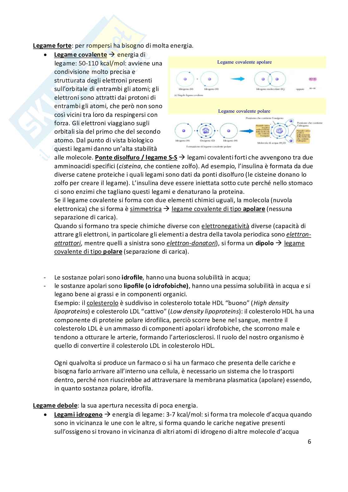 Anatomia umana  Pag. 6