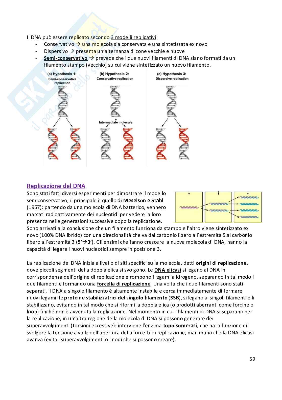 Anatomia umana  Pag. 61