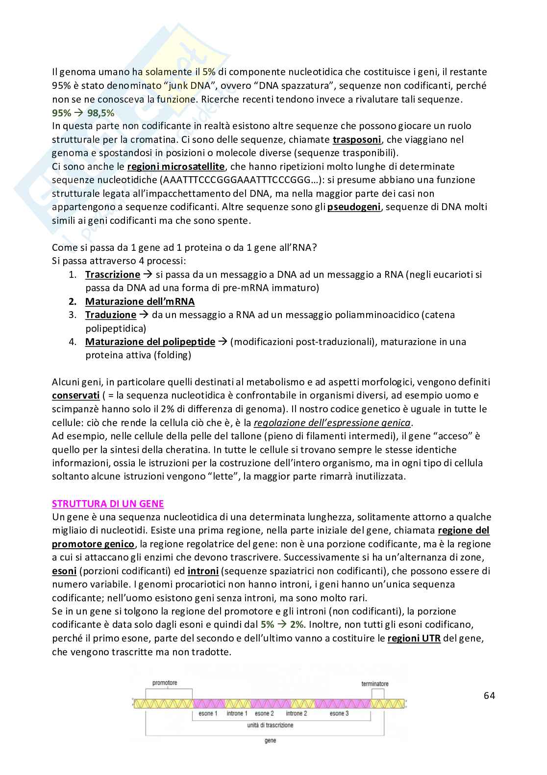 Anatomia umana  Pag. 66