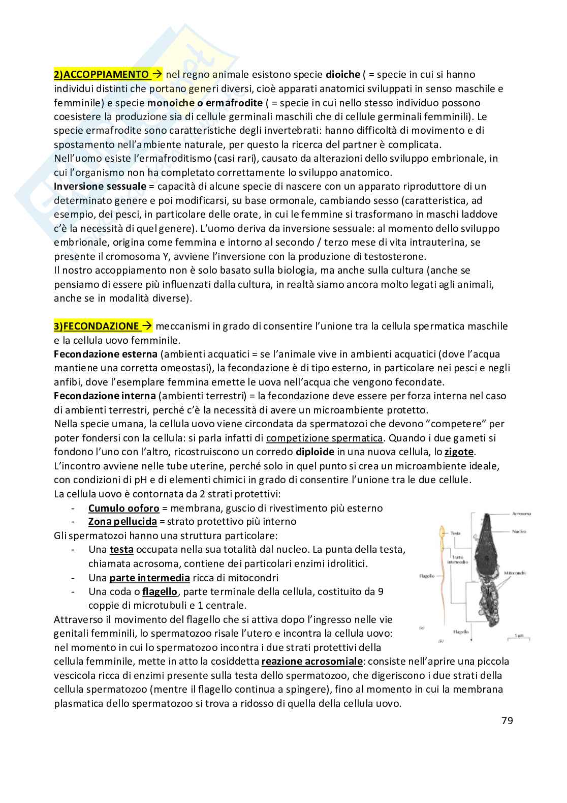 Anatomia umana  Pag. 81