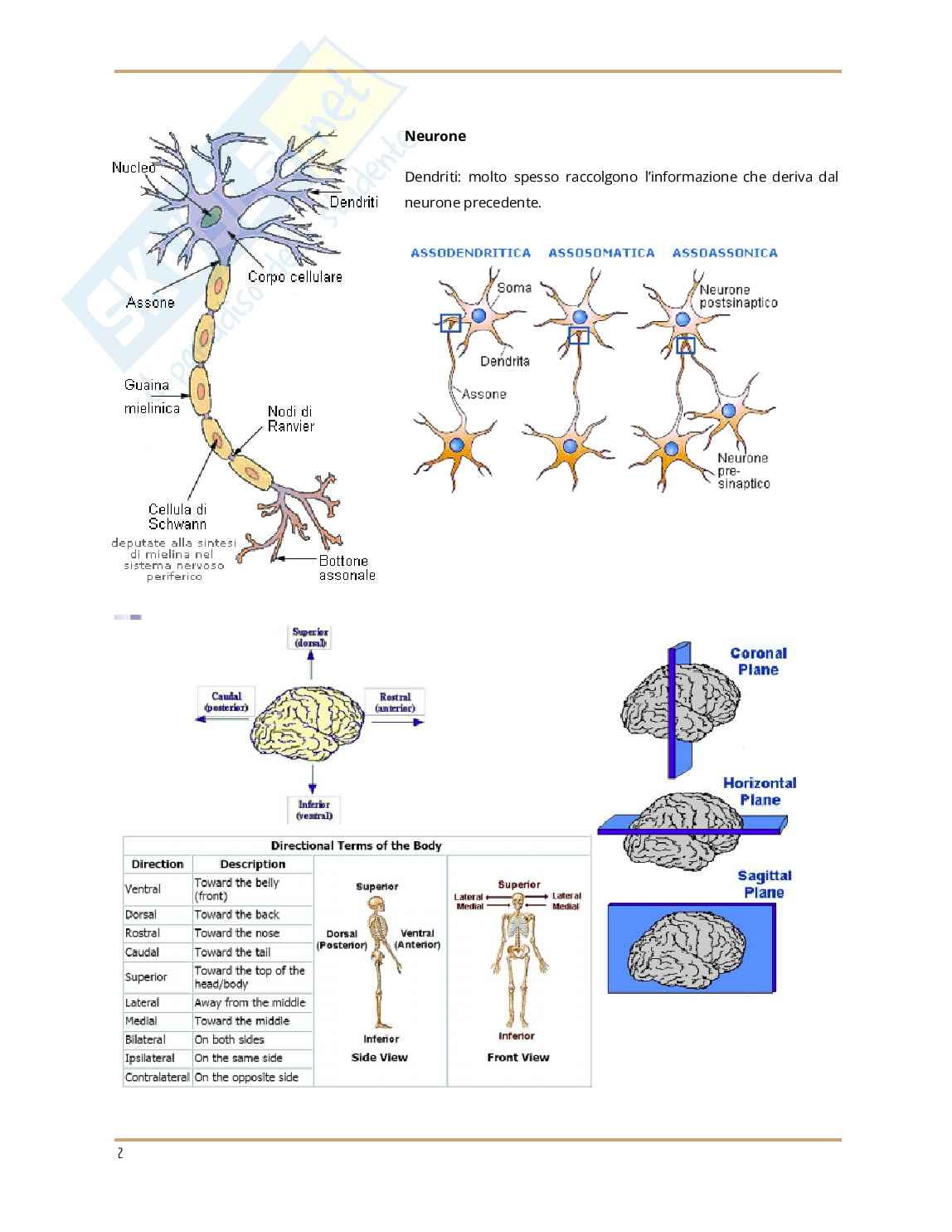Neuropsicologia Pag. 2
