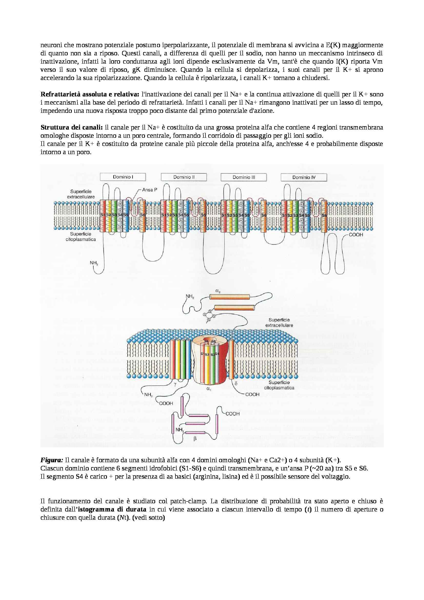 Fisiologia generale - potenziale d'azione Pag. 11