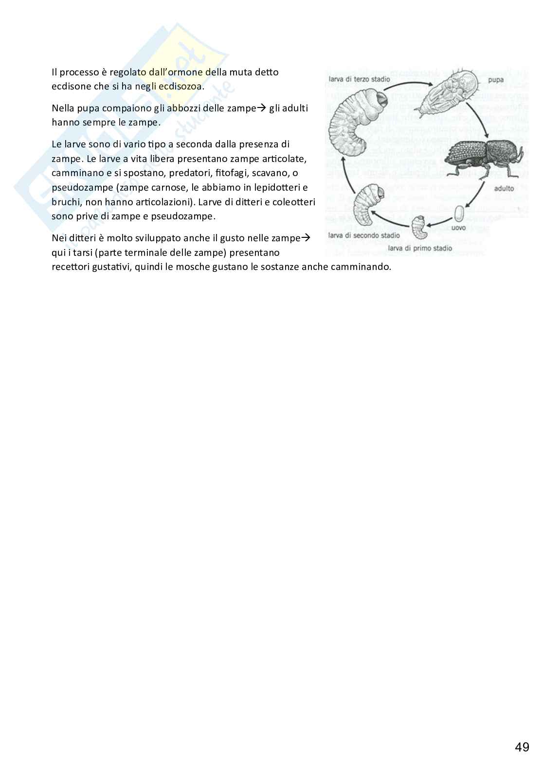 Zoologia applicata alle scienze forensi, completo Pag. 51