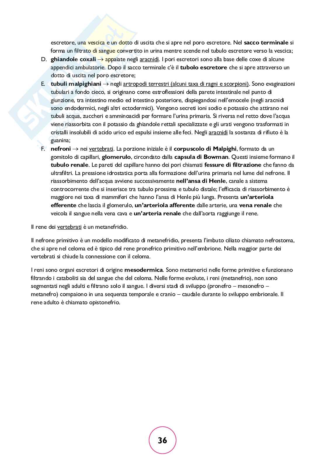 Zoologia generale Pag. 36