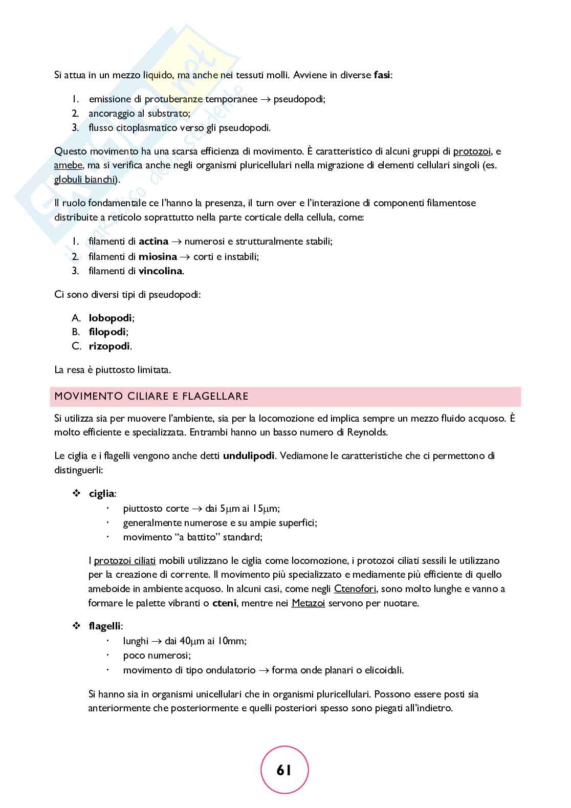 Zoologia generale Pag. 61