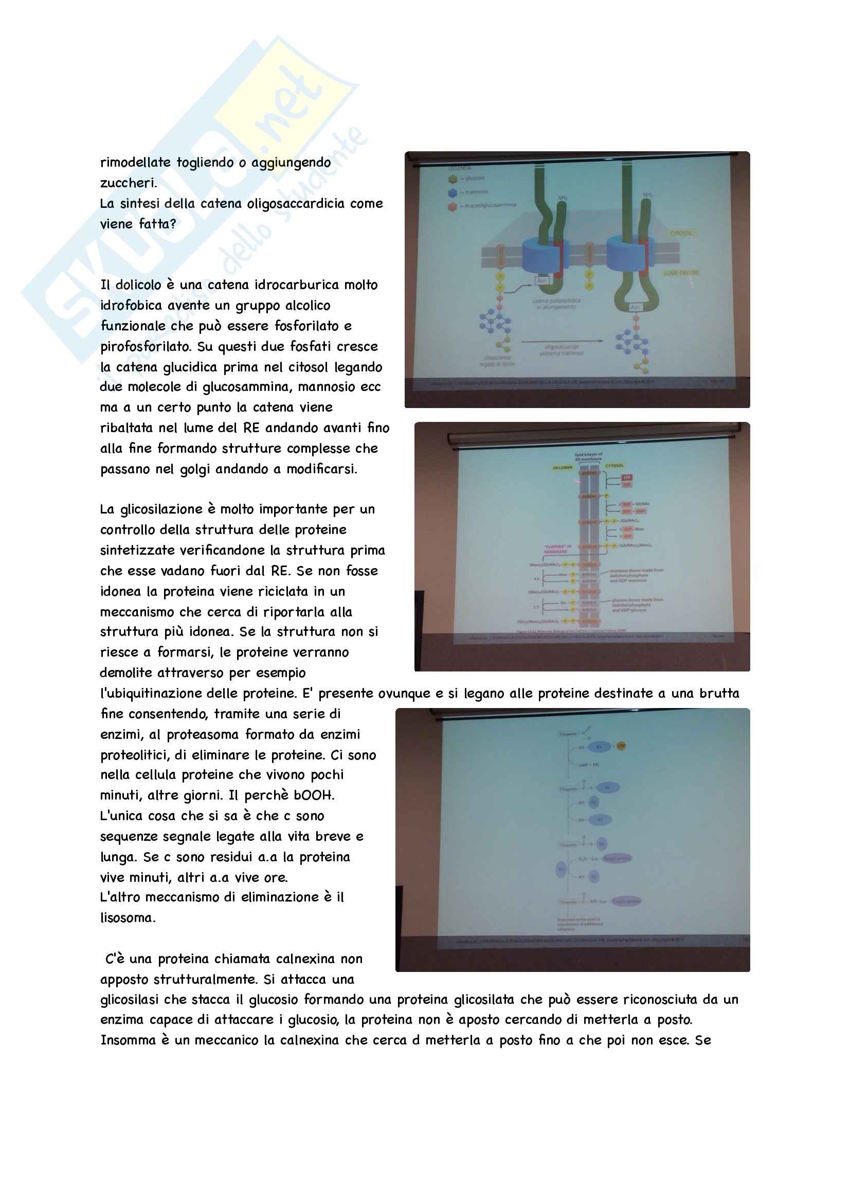 Biochimica Parte 2 Pag. 96