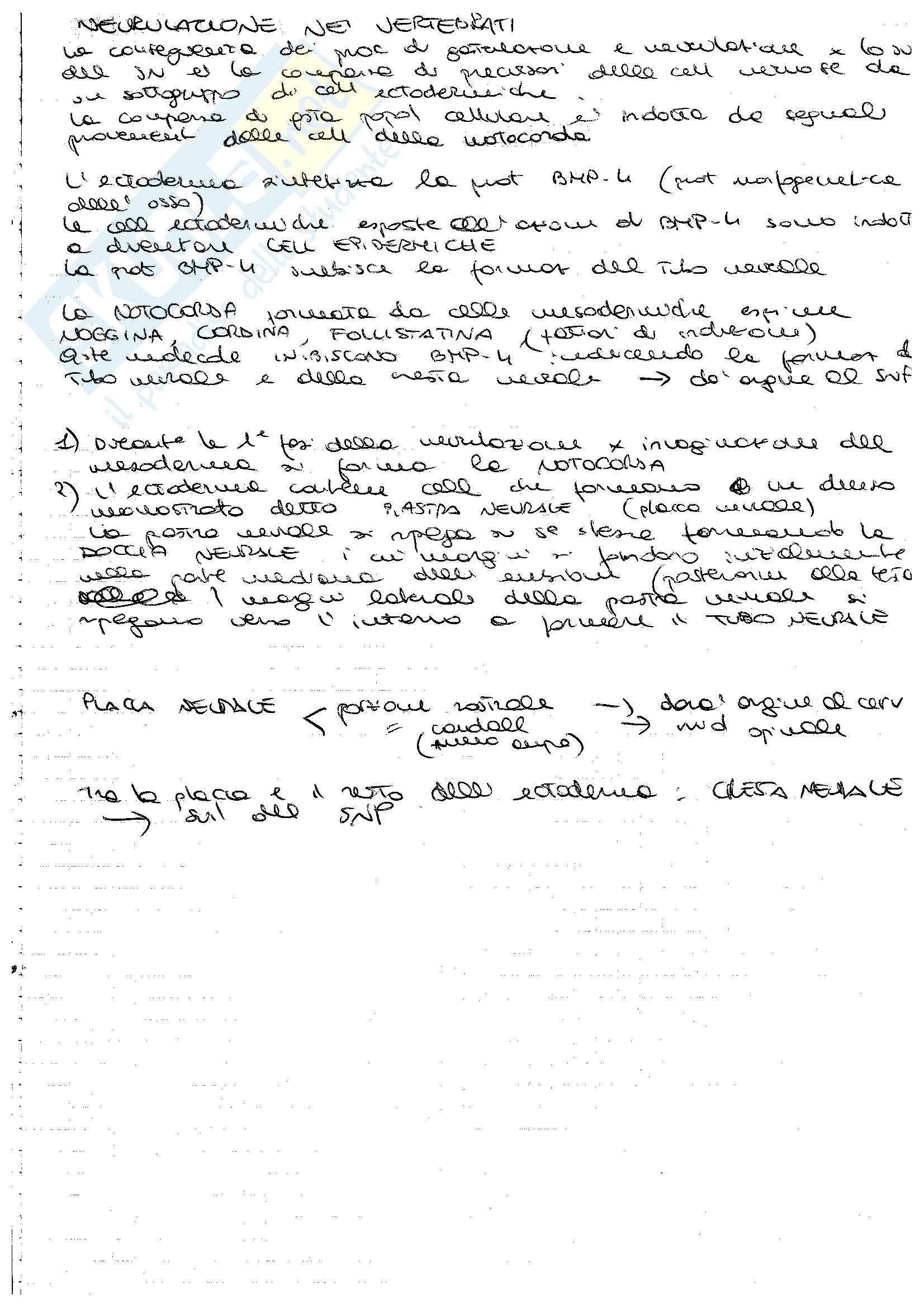 Neurulazione e mitosi Pag. 1