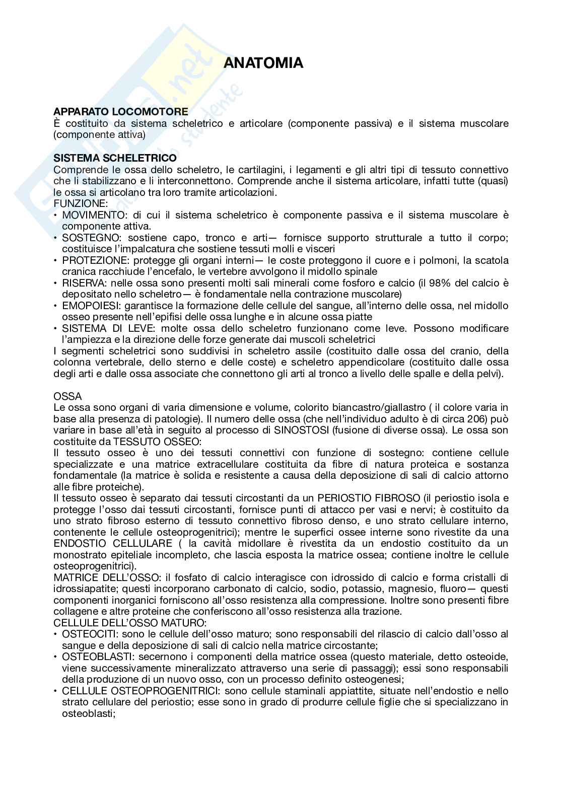 Anatomia Pag. 1