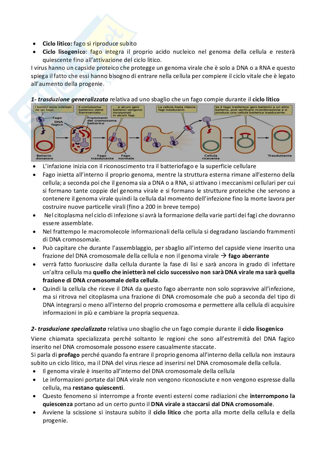 Biotecnologie genetico molecolari - Appunti per esame Pag. 6