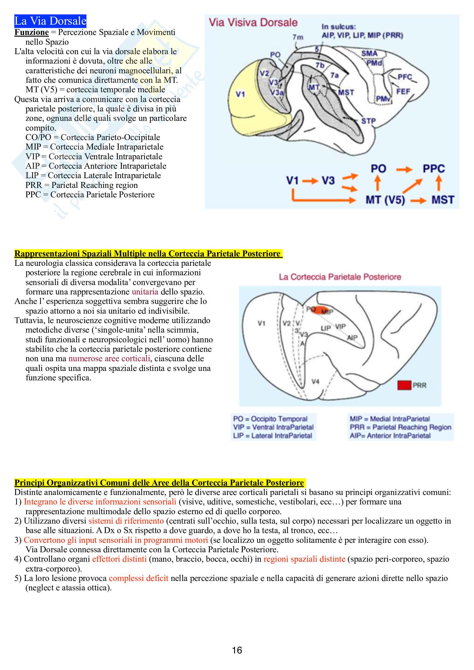 Neuroscienze Cognitive - 1° parziale Pag. 16