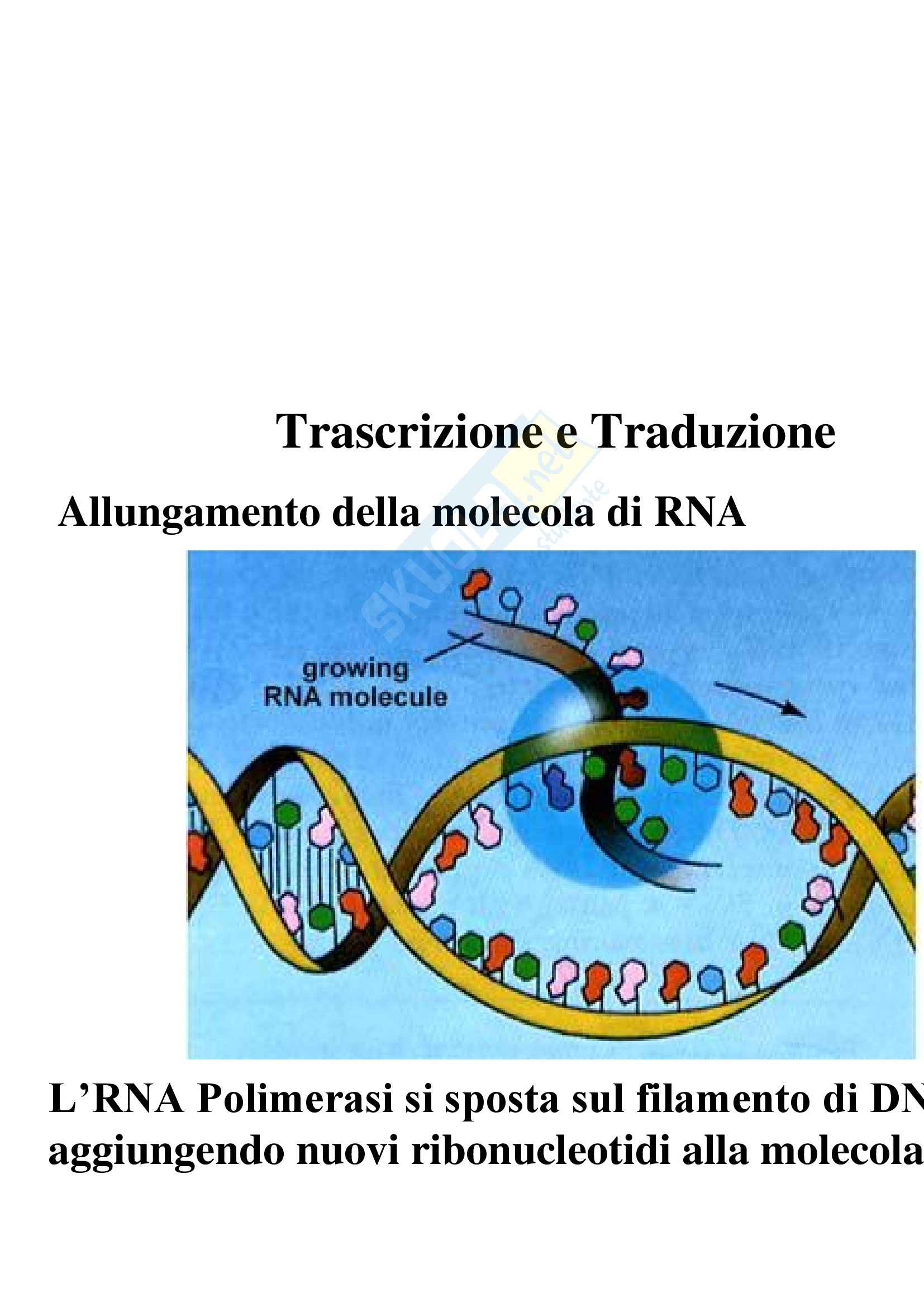 Biologia e genetica - trascrizione e traduzione Pag. 6