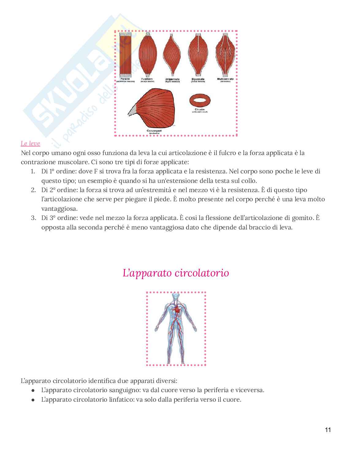 Riassunto esame Anatomia con elementi di istologia, Prof. Gesi Marco, libro consigliato Anatomia umana 2, Marco Gesi Pag. 11