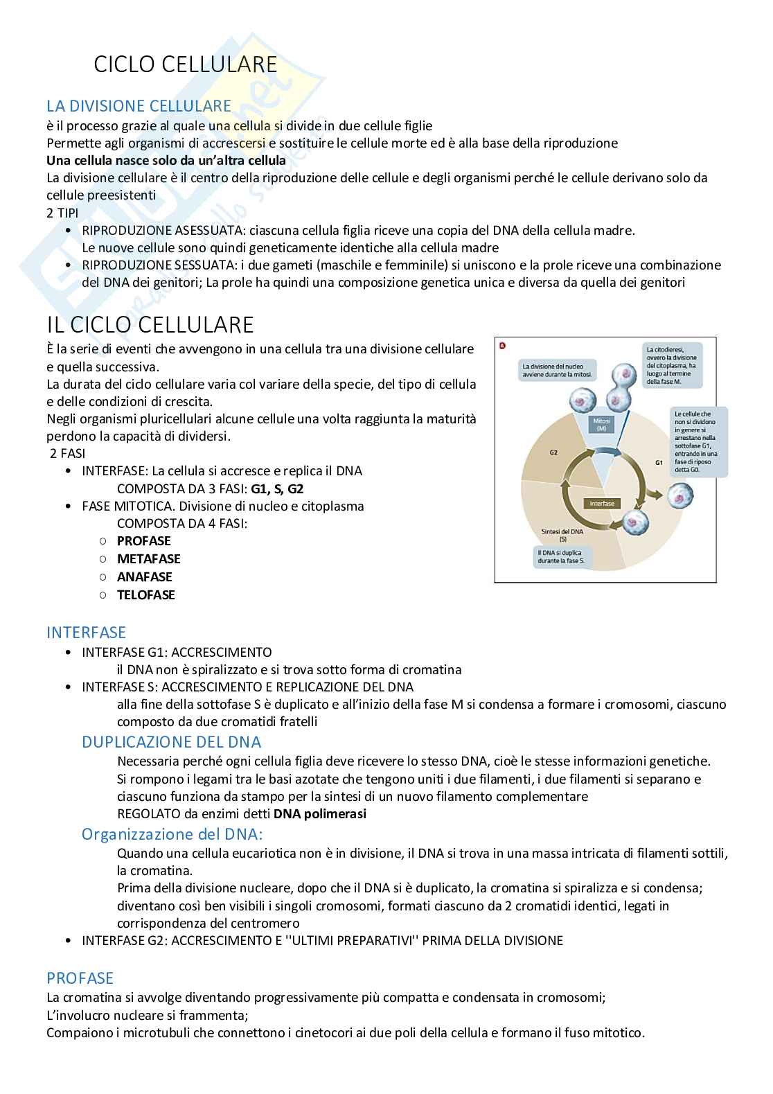 Biologia delle cellule vegetali Pag. 41