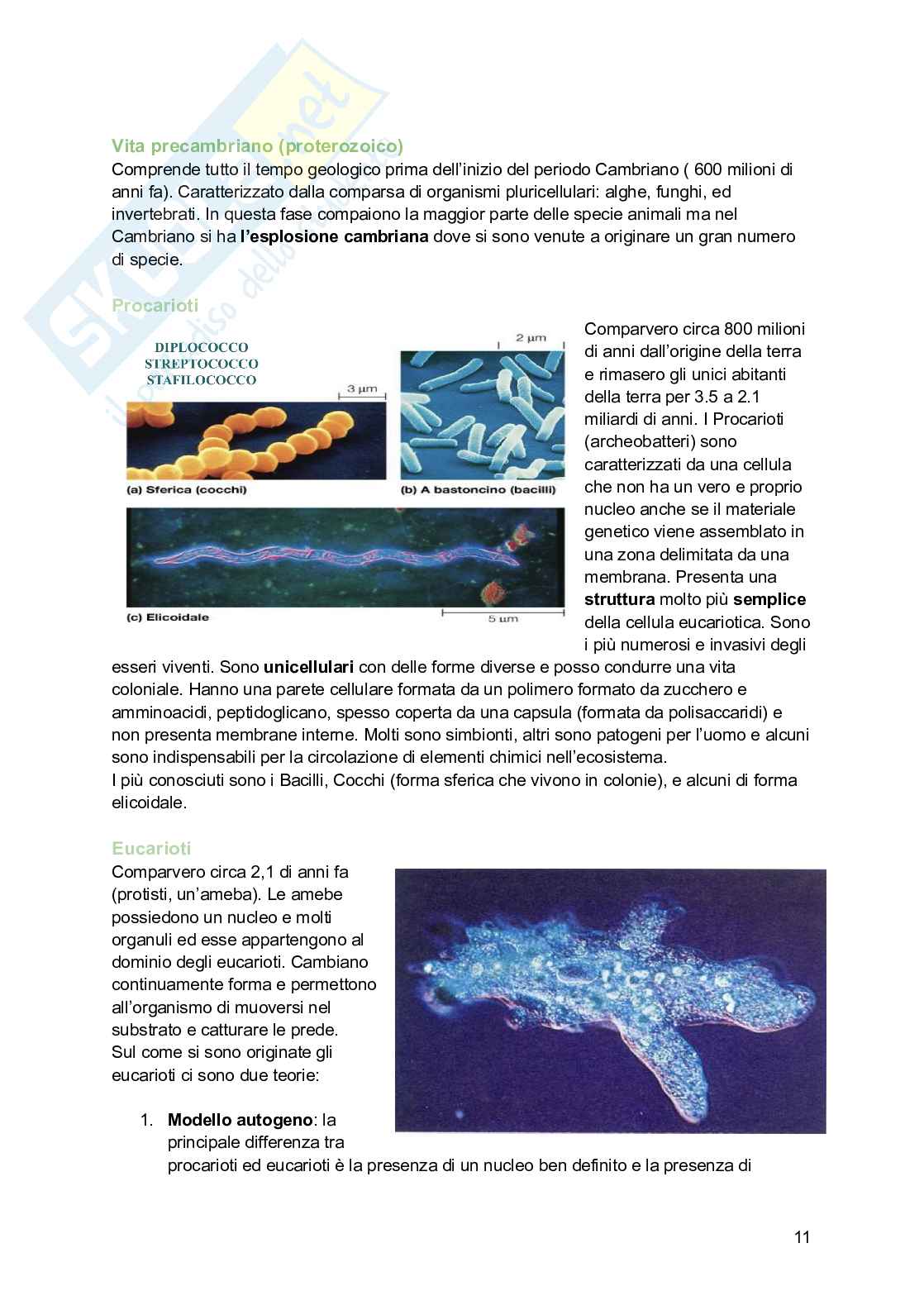 Zoologia  Pag. 11