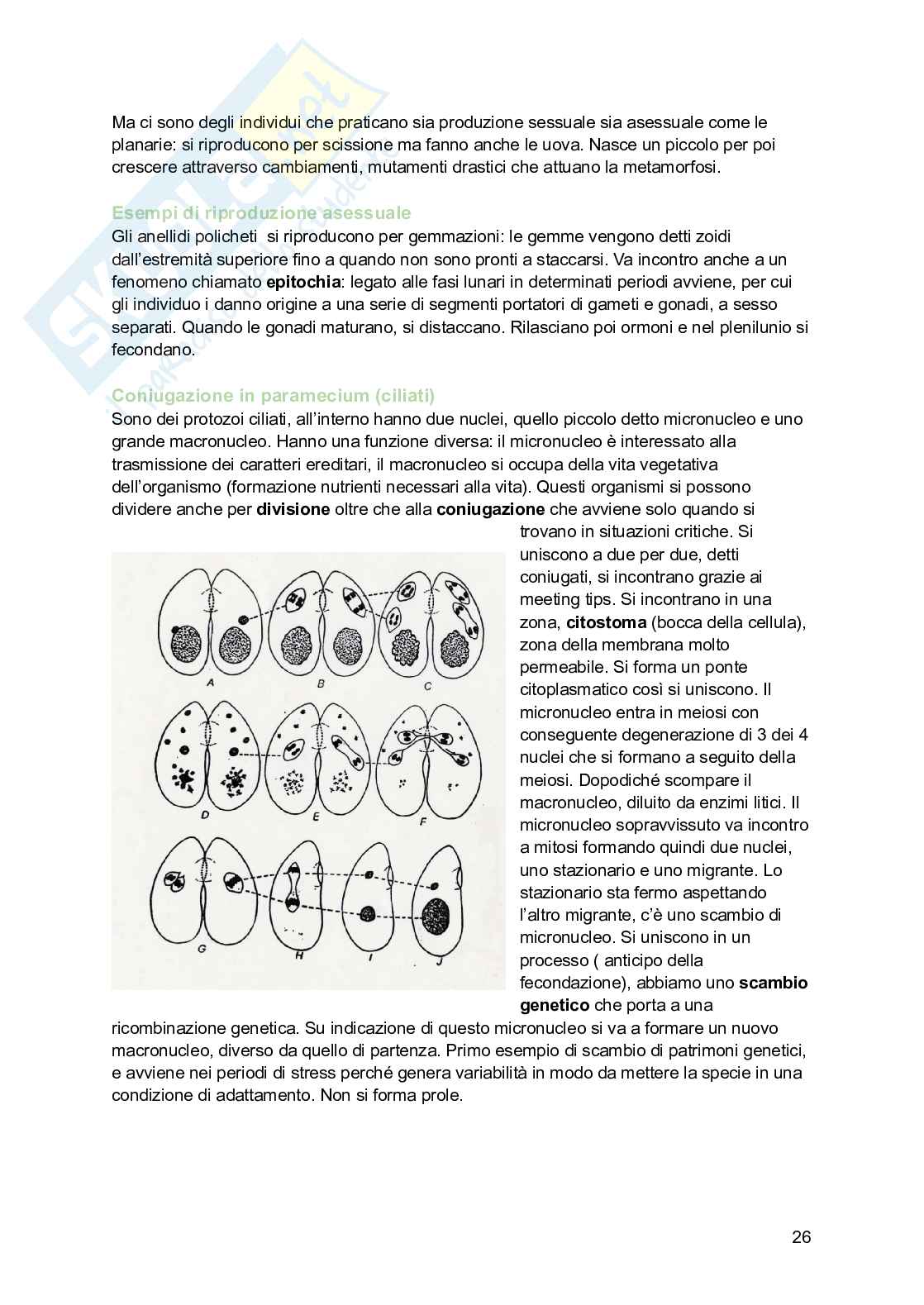 Zoologia  Pag. 26