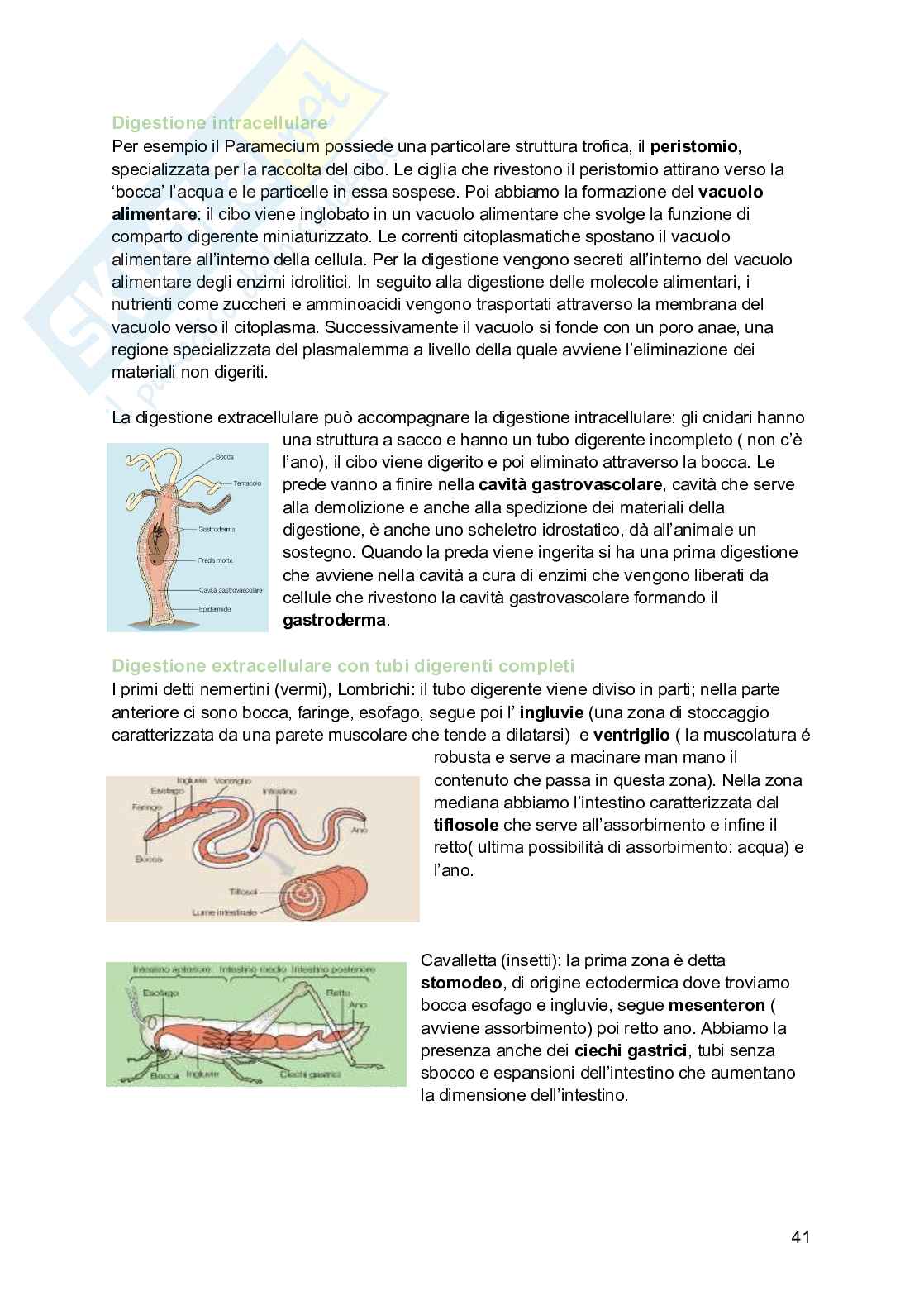 Zoologia  Pag. 41