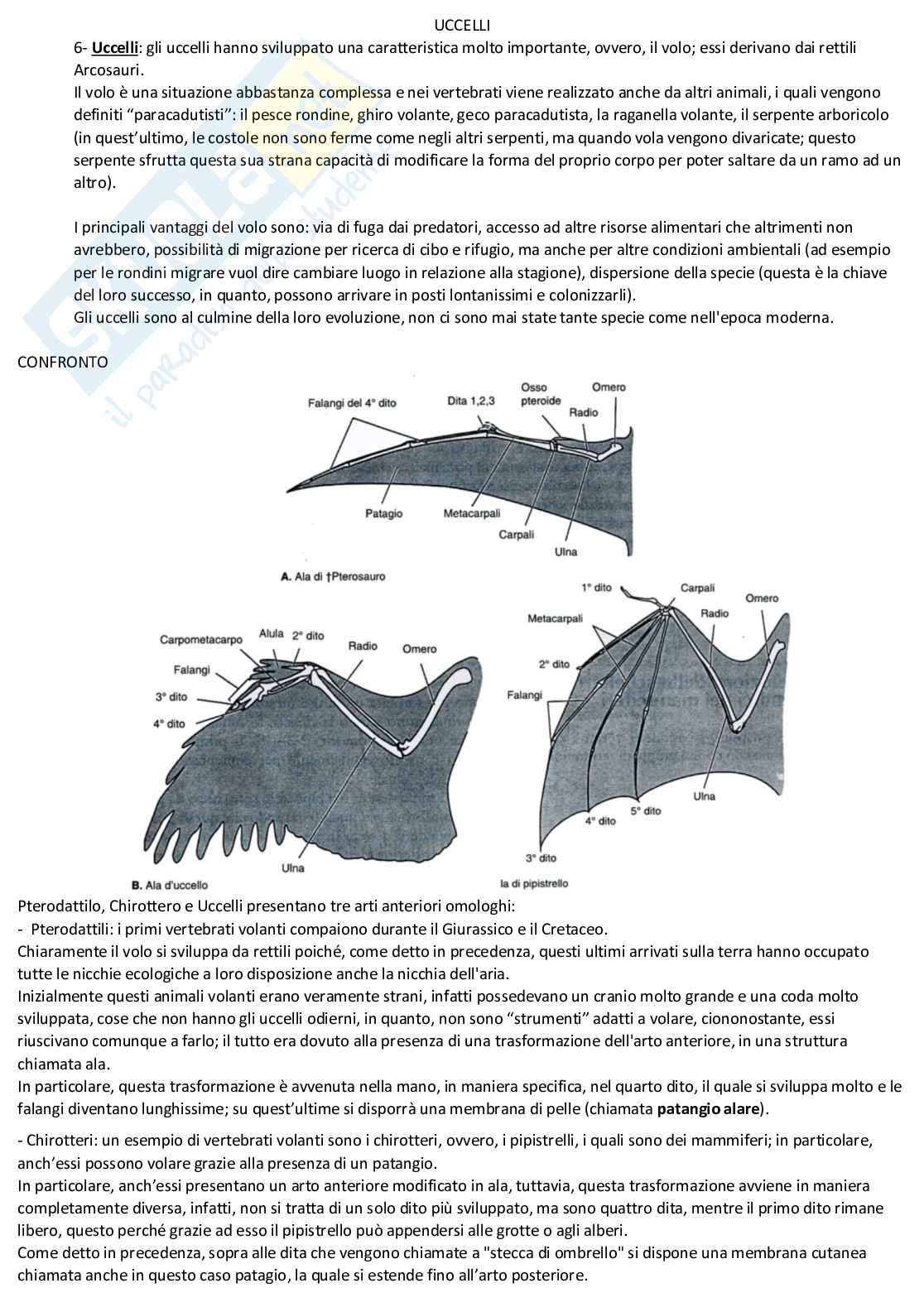 Anatomia comparata: prima parte  Pag. 41