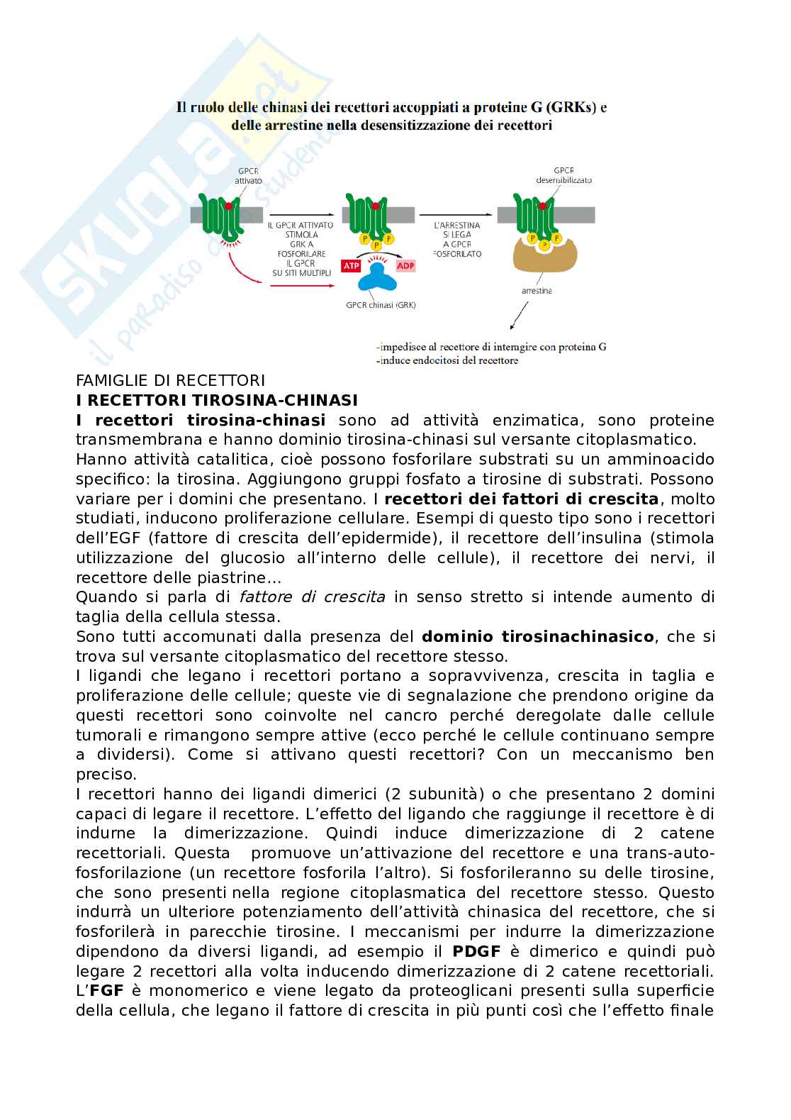 Segnalazione intracellulare Pag. 31