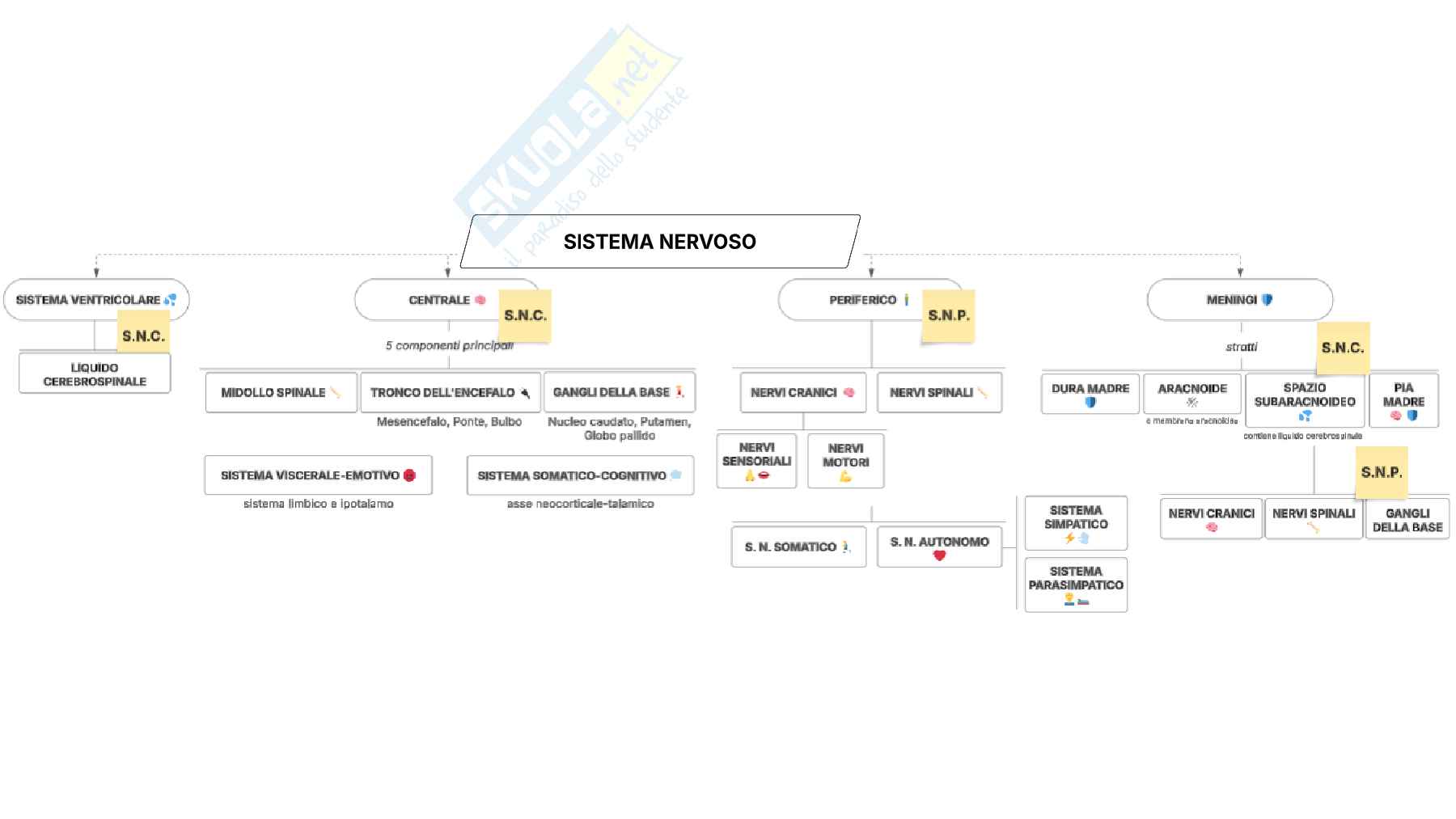 Schemi del corso di Psicofisiologia  Pag. 2