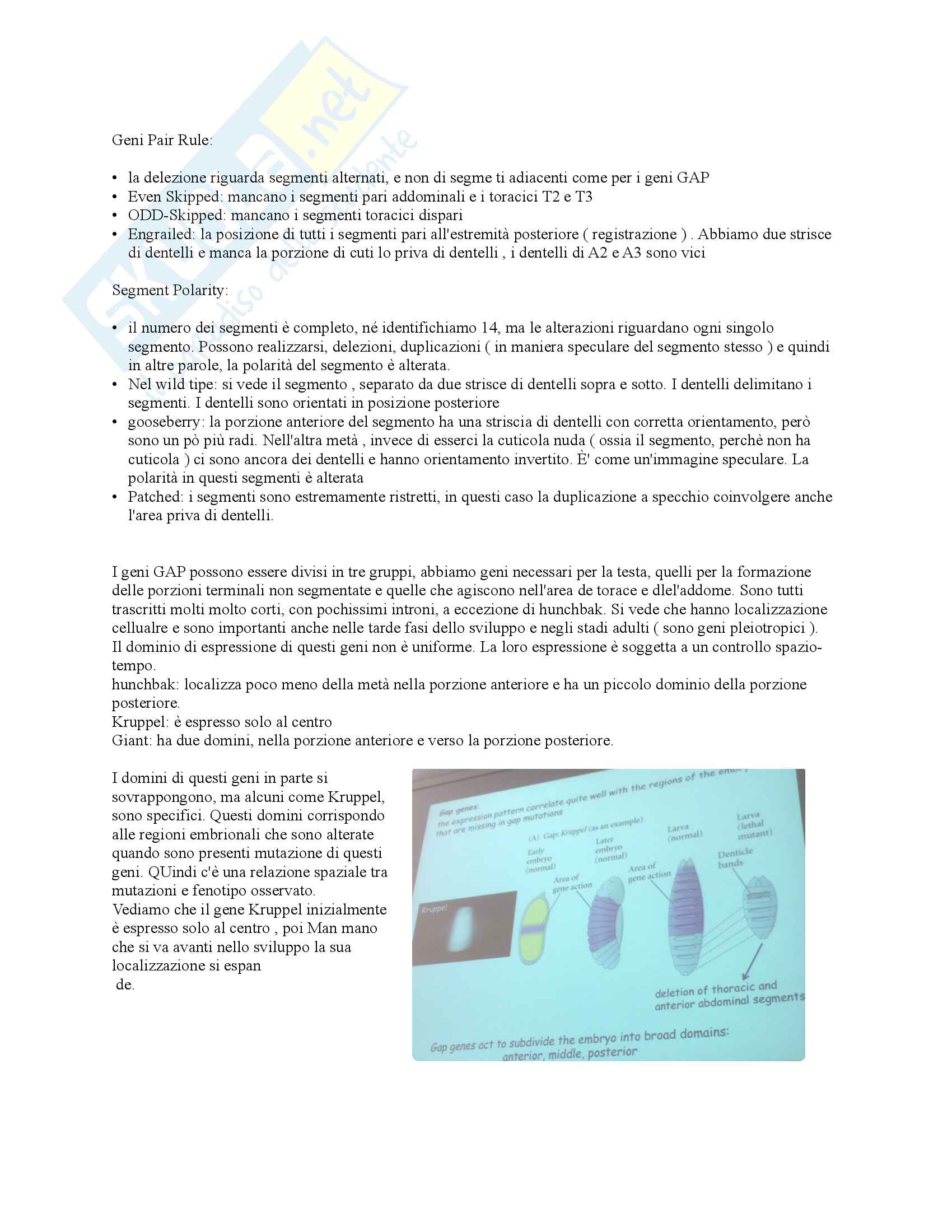 Genetica Molecolare dello sviluppo Pag. 31